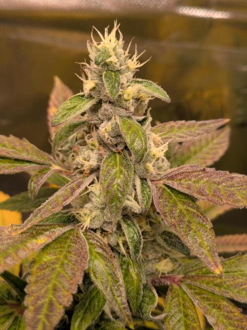 24K Gold clones. Week 14