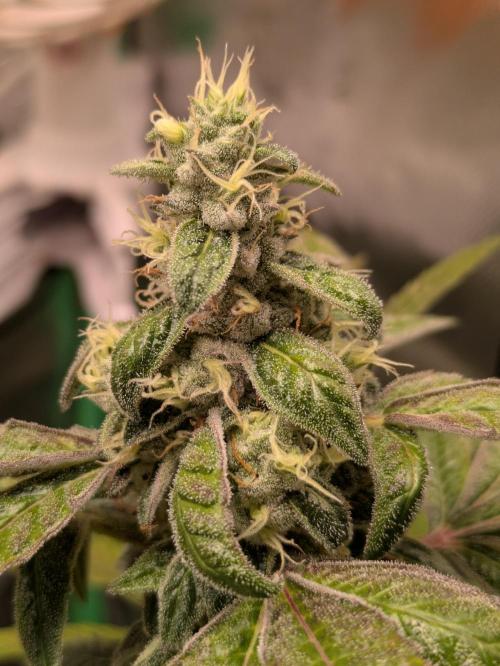 24K Gold clones. Week 14