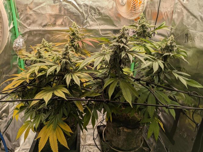 24K Gold clones. Week 14