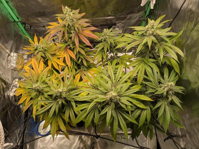 24K Gold clones. Week 14