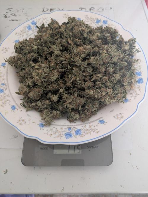 24K Gold clones. Week 15