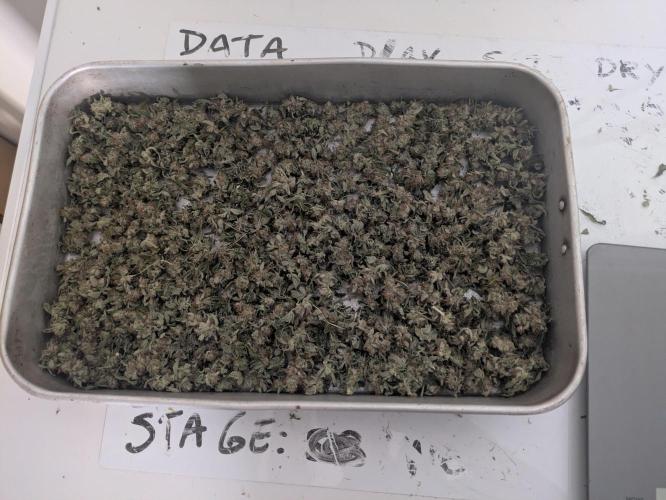 24K Gold clones. Week 15