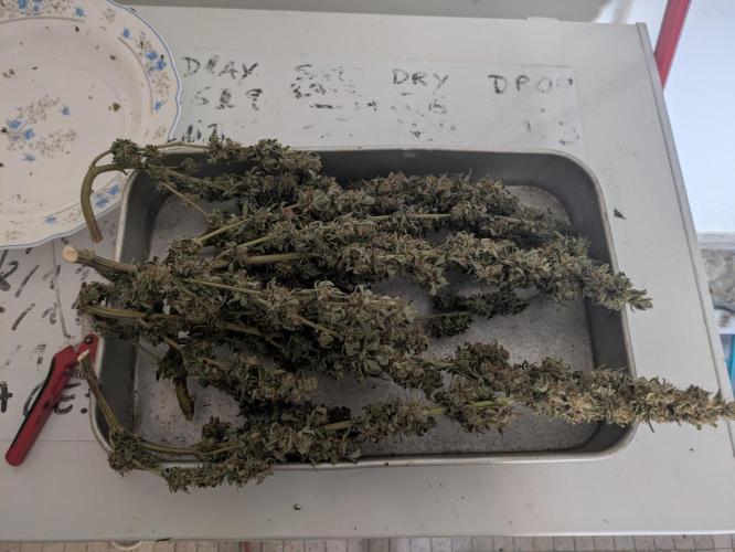24K Gold clones. Week 15