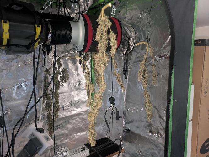 24K Gold clones. Week 15