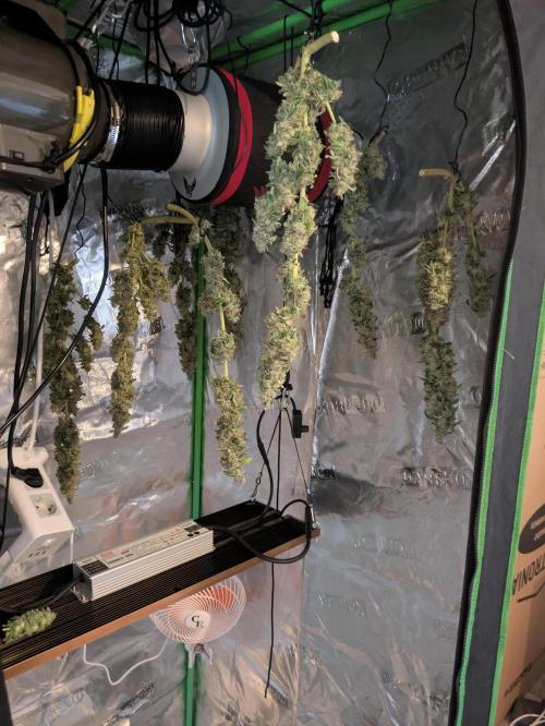 24K Gold clones. Week 15