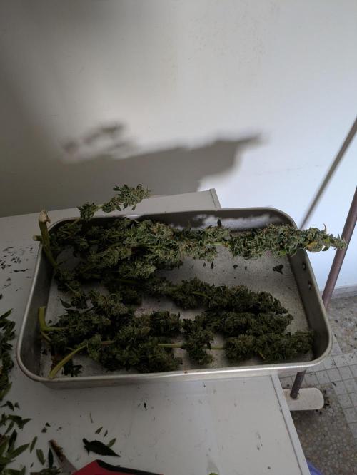24K Gold clones. Week 15