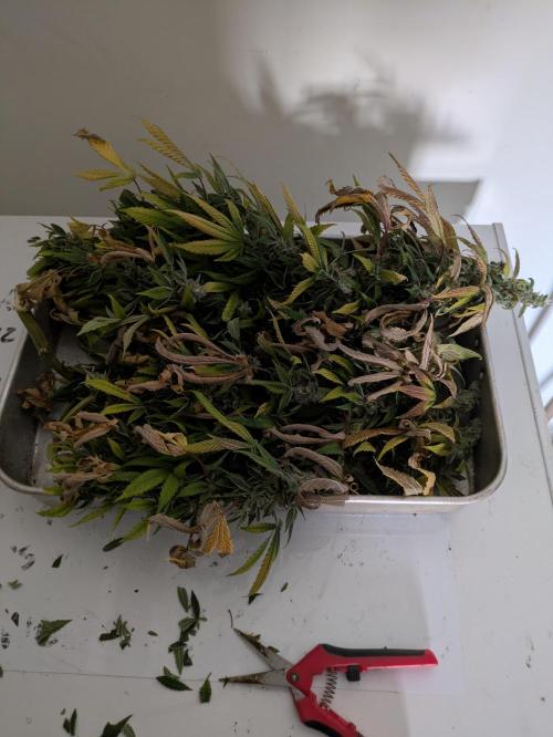 24K Gold clones. Week 15