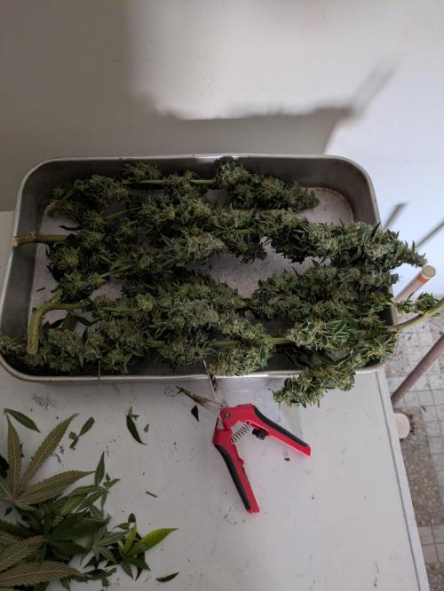 24K Gold clones. Week 15