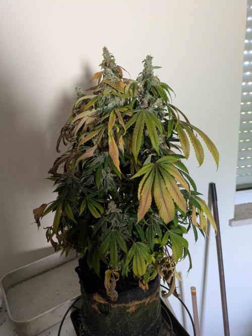 24K Gold clones. Week 15