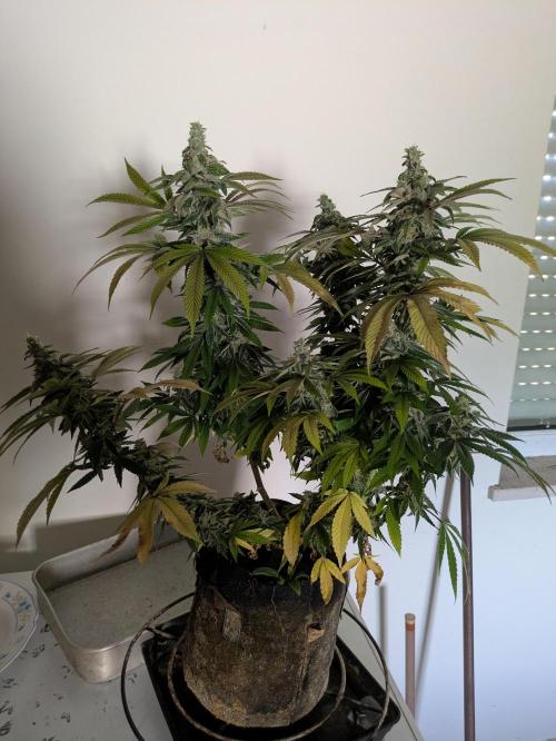 24K Gold clones. Week 15