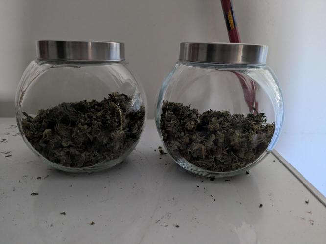 24K Gold clones. Week 15