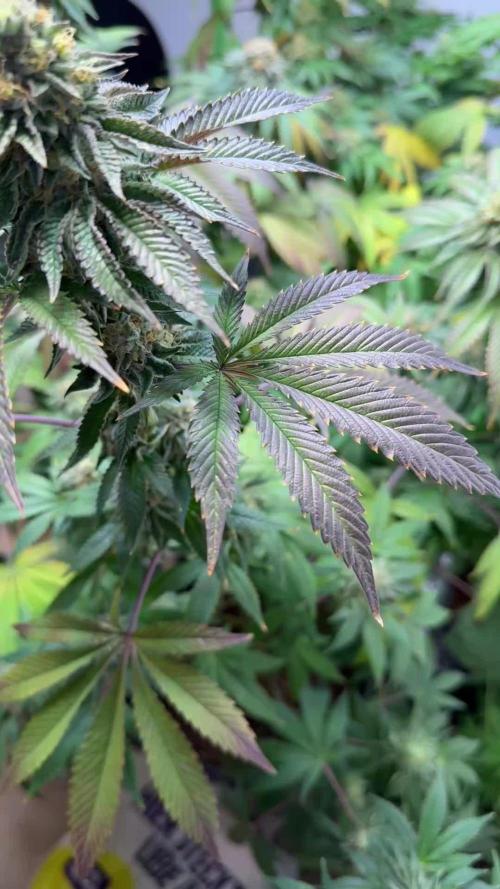 Coco fresh from Perfect tree