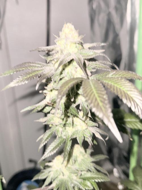 Papaya frosting. Week 16