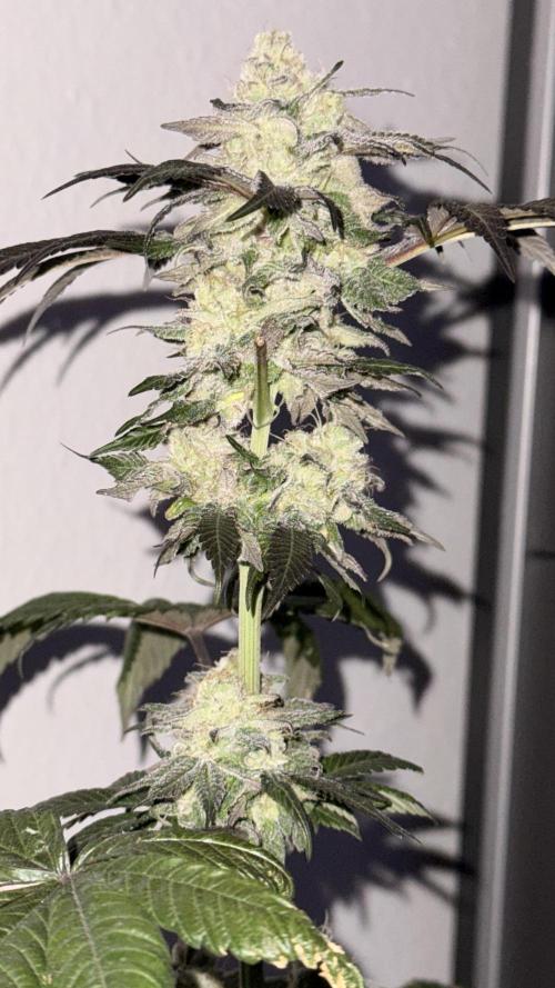 Papaya frosting. Week 16