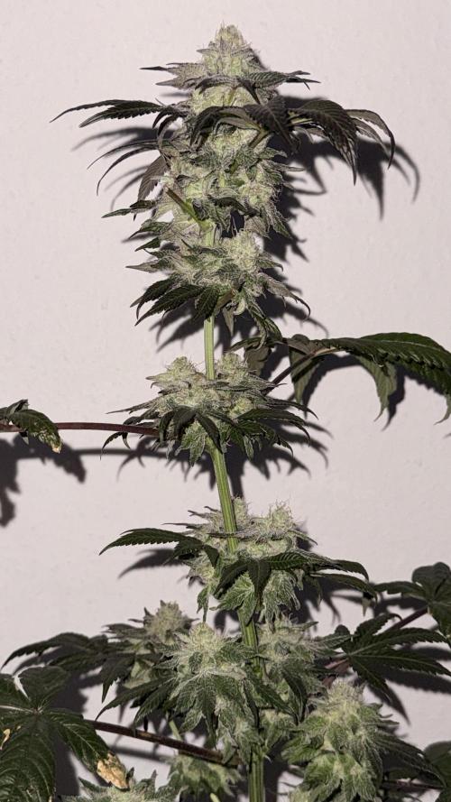 Papaya frosting. Week 16