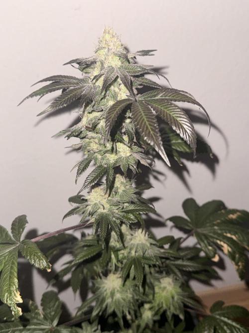 Papaya frosting. Week 16