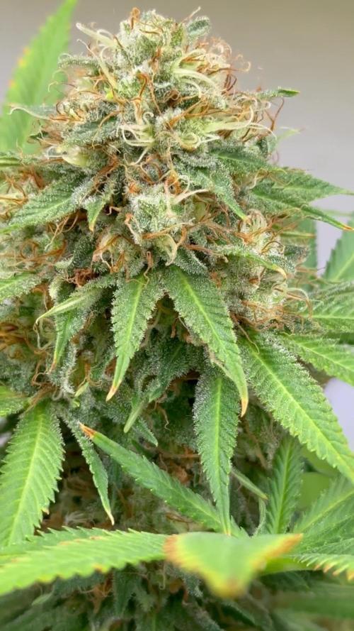 Runtz from Barney’s farm