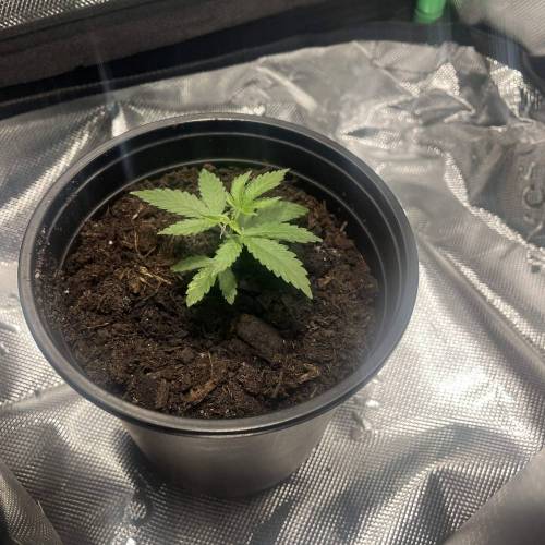Red Runtz s1 [Jyllene Genetics]. Week 1