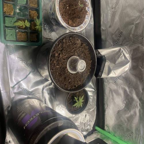 Red Runtz s1 [Jyllene Genetics]. Week 1