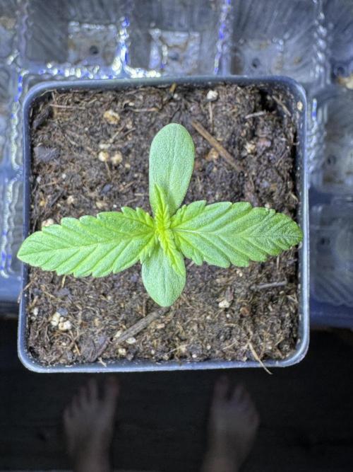CPT OG. Week 0