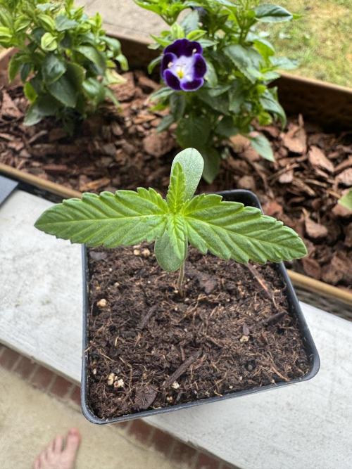 CPT OG. Week 2