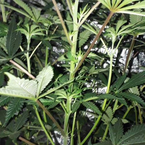 Brucey banger (seedsman). Week 8