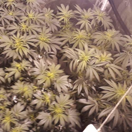 Brucey banger (seedsman). Week 8 - Lil shot of everything 