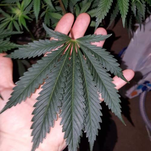 Brucey banger (seedsman). Week 10