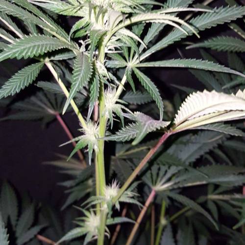 Brucey banger (seedsman). Week 10