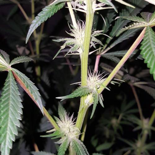 Brucey banger (seedsman). Week 10