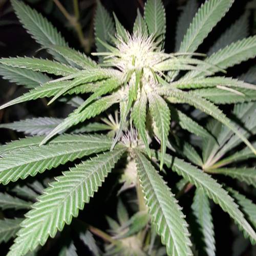 Brucey banger (seedsman). Week 10