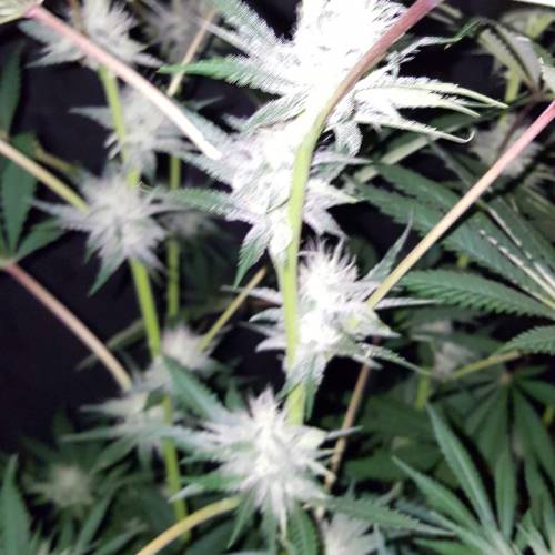 Brucey banger (seedsman). Week 12