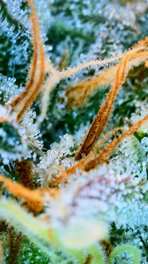 Appletizer grow. Week 8