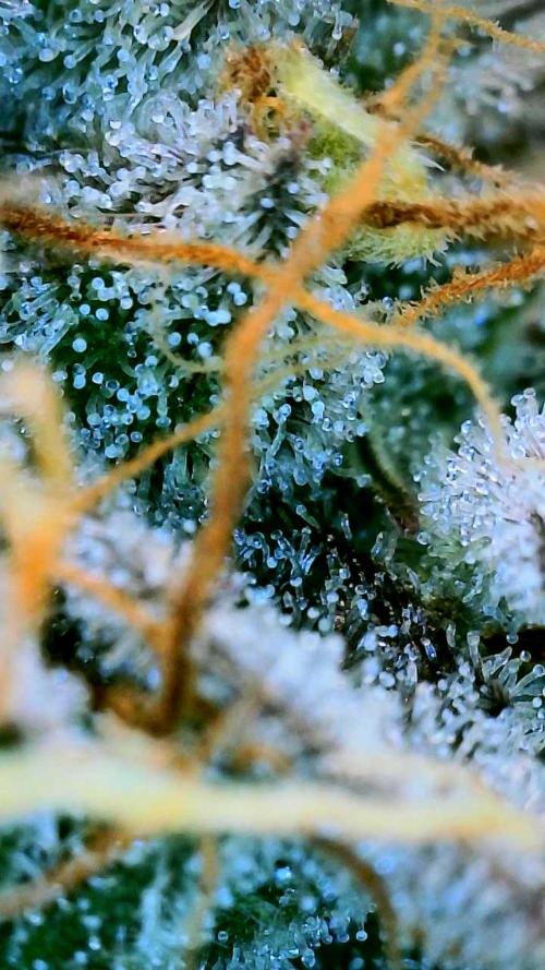 Appletizer grow. Week 8