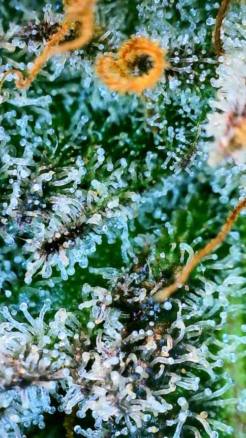 Appletizer grow. Week 8