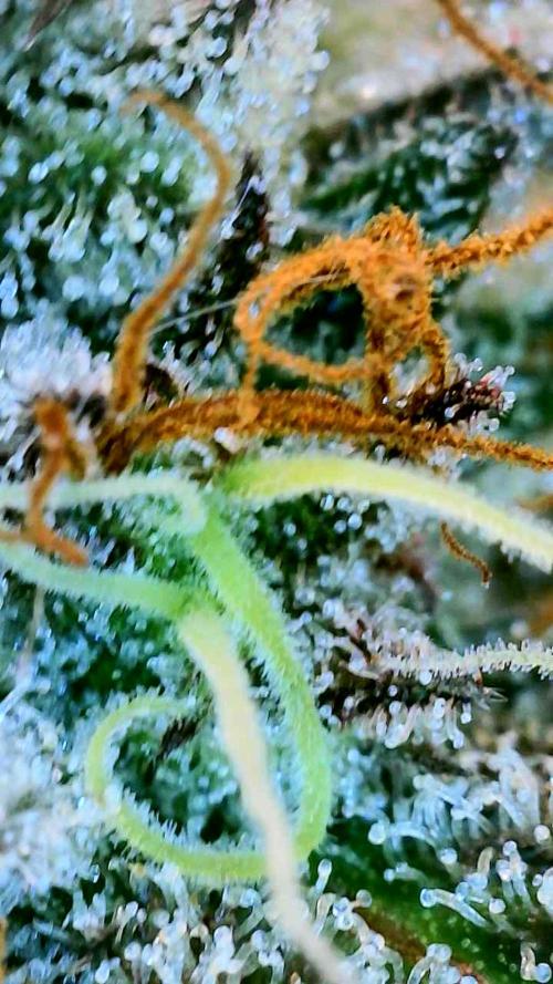 Appletizer grow. Week 8