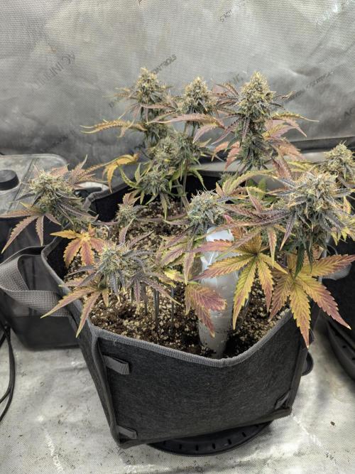 Appletizer grow. Week 8