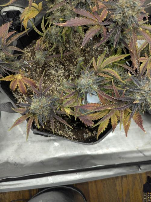 Appletizer grow. Week 8