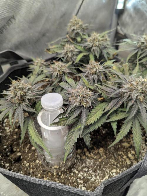 Appletizer grow. Week 8