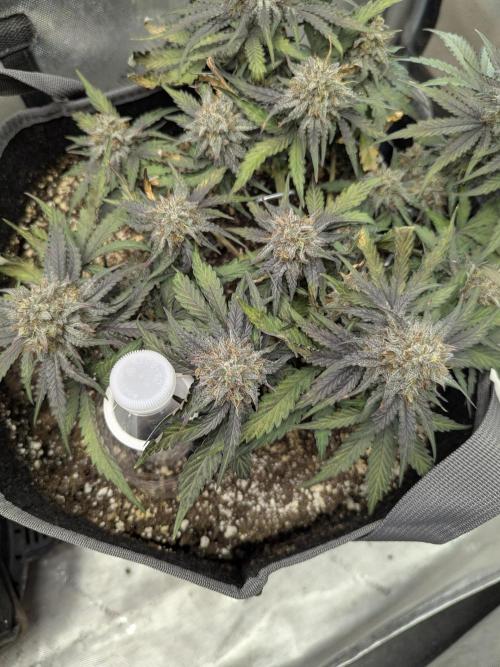 Appletizer grow. Week 8