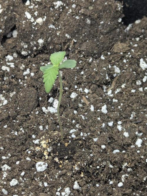 Double grape auto. Week 0