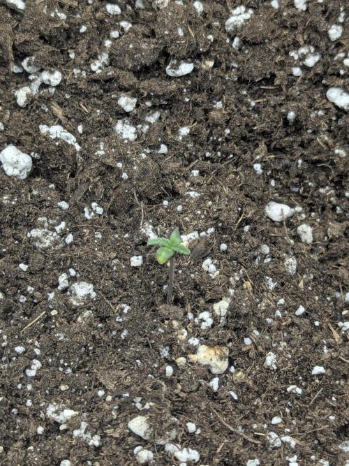 Double grape auto. Week 0