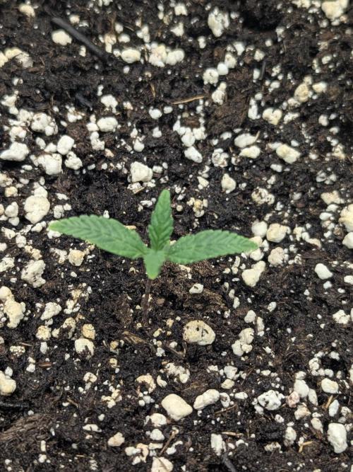 Double grape auto. Week 1