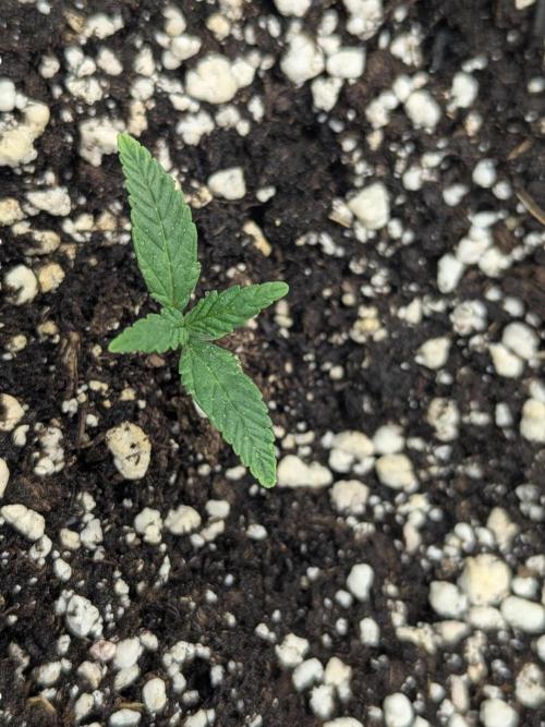 Double grape auto. Week 1