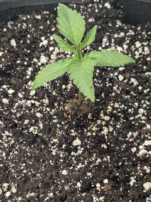 Double grape auto. Week 1