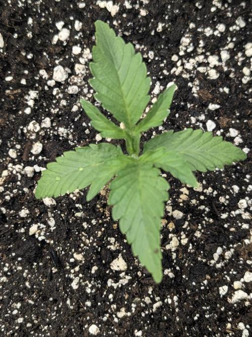 Double grape auto. Week 1