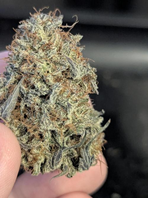 Appletizer grow. Week 9