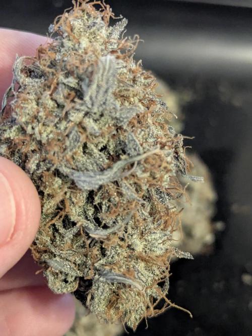 Appletizer grow. Week 9