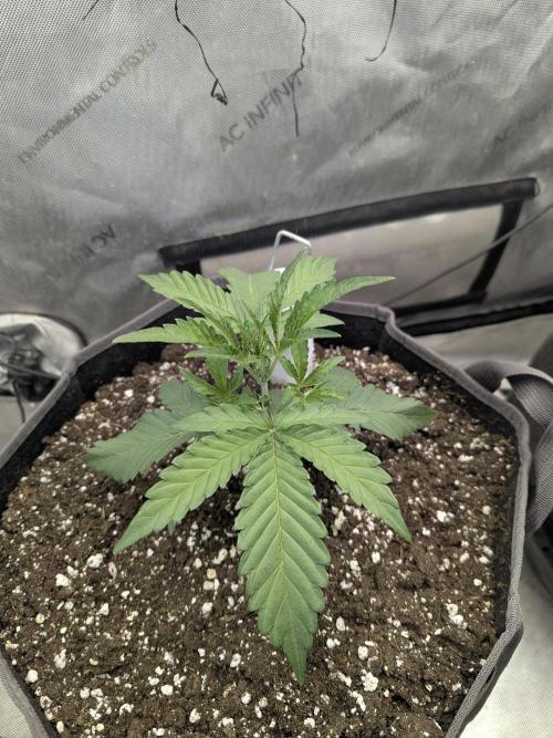 Double grape auto. Week 2