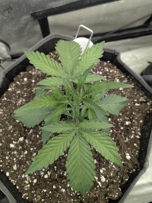 Double grape auto. Week 2